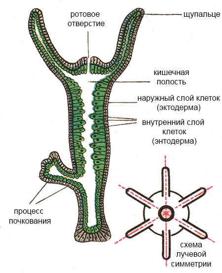 Кракен на сегодня зеркало