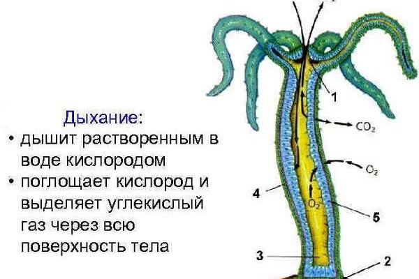 Kraken ссылка на сайт kraken6.at kraken7.at kraken8.at